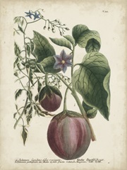 Exotic Weinmann Botanical IV
