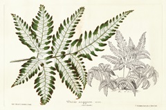 Fern Leaf Foliage II