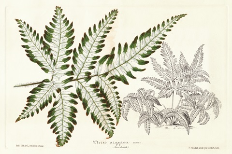 Fern Leaf Foliage II