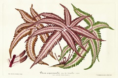 Fern Leaf Foliage III