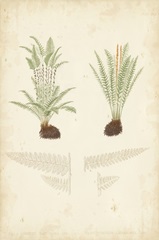 Fern Study III
