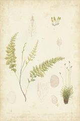Fern Study IV