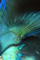 Finality - Australia