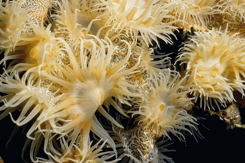 Flowering Desire - Thailand