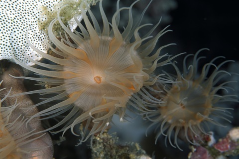 Flowering Grace - Indonesia