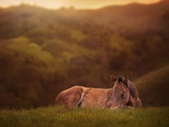 Foal in the Field I