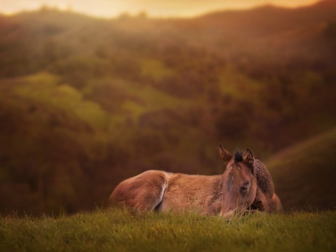 Foal in the Field I