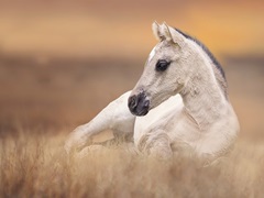 Foal in the Field II
