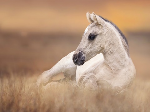 Foal in the Field II