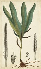 Foliage Botanique II