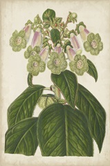 Foxglove Botanical