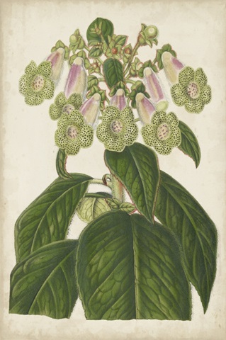 Foxglove Botanical