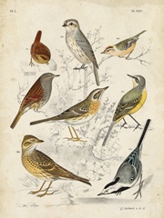 Gathering of Birds I