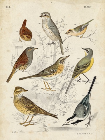 Gathering of Birds I