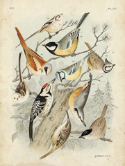 Gathering of Birds II