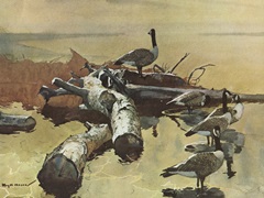 Geese on the Great Flyway
