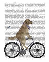 Golden Retriever Bicycle