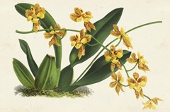 Graceful Orchids III