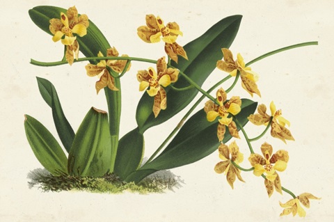 Graceful Orchids III