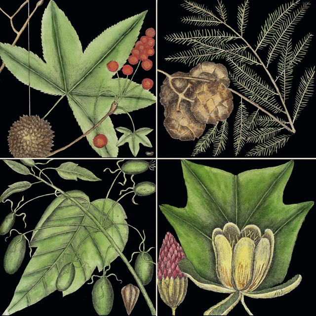 Graphic Botanical Grid III