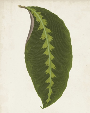 Graphic Leaf I