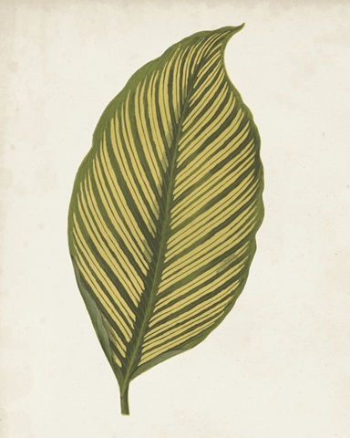 Graphic Leaf II