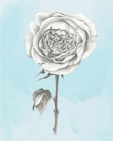 Graphite Rose I