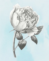 Graphite Rose II