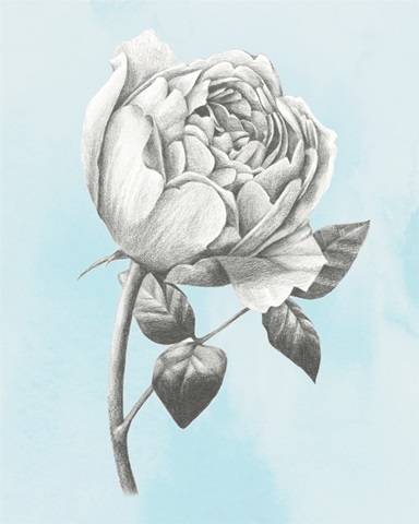 Graphite Rose II