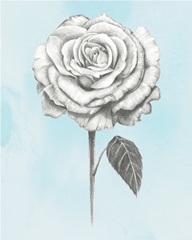 Graphite Rose III