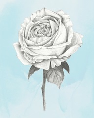 Graphite Rose IV