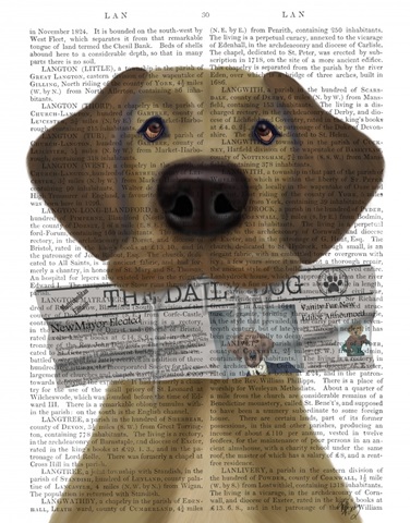 Great Dane Newspaper