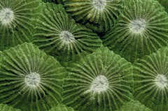 Greenlicious - Thailand