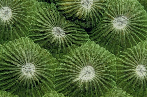 Greenlicious - Thailand