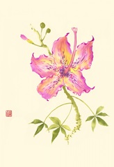 Hibiscus Flower IV
