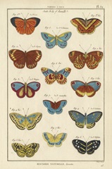 Histoire Naturelle Butterflies I