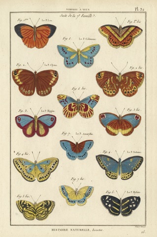 Histoire Naturelle Butterflies I