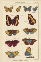 Histoire Naturelle Butterflies IV