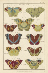 Histoire Naturelle Butterflies V