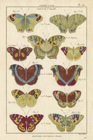 Histoire Naturelle Butterflies V