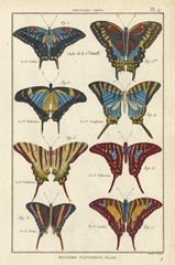 Histoire Naturelle Butterflies VI