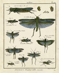 Histoire Naturelle Insects II