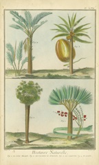 Histoire Naturelle Tropicals I