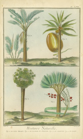 Histoire Naturelle Tropicals I