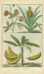 Histoire Naturelle Tropicals II