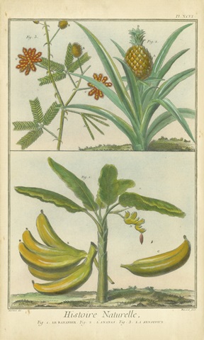 Histoire Naturelle Tropicals II