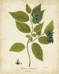 Hornbeam Tree Foliage