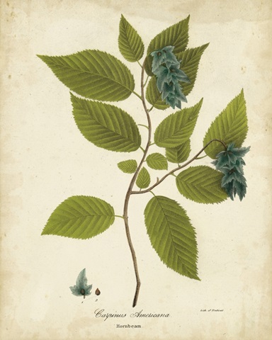 Hornbeam Tree Foliage