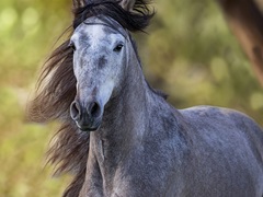 Horse in the Field I