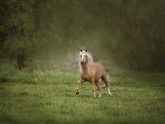 Horse in the Field II